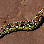 hawk moth caterpillar3