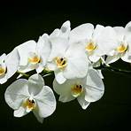 gambar bunga langka di indonesia3