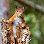The Red Squirrel1