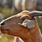 Billy Goat Pictures3