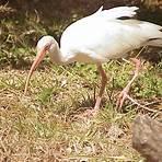 ibis blanco americano3