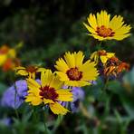 does coreopsis need deadheading to be delivered to florida4