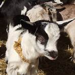 Celebrity Goat Dairy Siler City, NC2