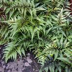 How do you care for fern plants?1