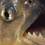 what are some interesting facts about piranha snakes4