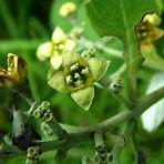 What is the scientific name of Jacaranda mimosifolia?1