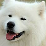 little white dog1