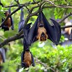 flying foxes3