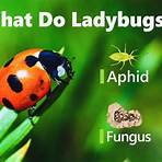 Ladybird Ladybird2