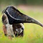 how many anteaters are there in the world list of characters3