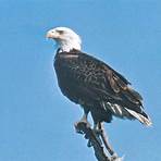 bald eagle species1