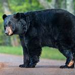 Black Bear Pictures2