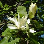 magnolia fraseri2