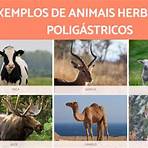 10 animais herbívoros2