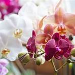 orchidea fiore significato2