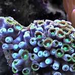 korallen namen4