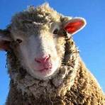 les moutons enragés article5