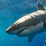 artículos de divulgación científica cortos para niños de tiburones2