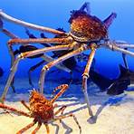 giant spider crab2
