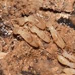 What are the different types of termites in Texas?1