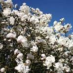 magnolia stellata waterlily1