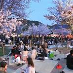 祇園的夜櫻是什麼樣的櫻花林?4