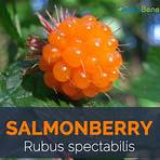 salmonberry fruit benefits1