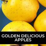 What is a Golden Delicious apple?1
