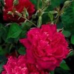 maggie rose bush3