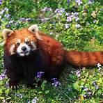 what are the red pandas habits quiz2