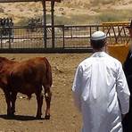 2023 update on red heifer in israel3