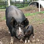 berkshire pigs characteristics and traits pictures1