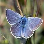 mission blue butterfly1