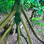 tipos de raízes aéreas3