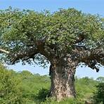 les baobabs en afrique2