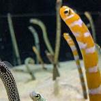 eels animal2