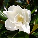 magnolia tree5