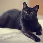 Schwarze Katze, weißer Kater3