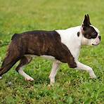 Rhett the Boston Terrier wikipedia1