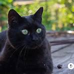 raças de gatos pretos2