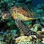 sea turtle facts for kids2