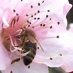 facts about honey bees1
