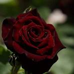 Black Rose1
