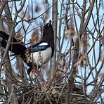 magpie facts2
