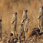 meerkat family2