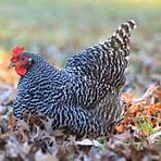barred plymouth rock chickens for sale1
