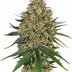 cannabis samen5