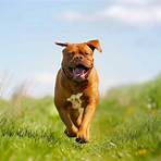 turner & hooch dog breed1