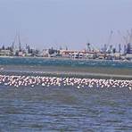 namibia walvis bay flamingo4