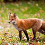 red fox animal2